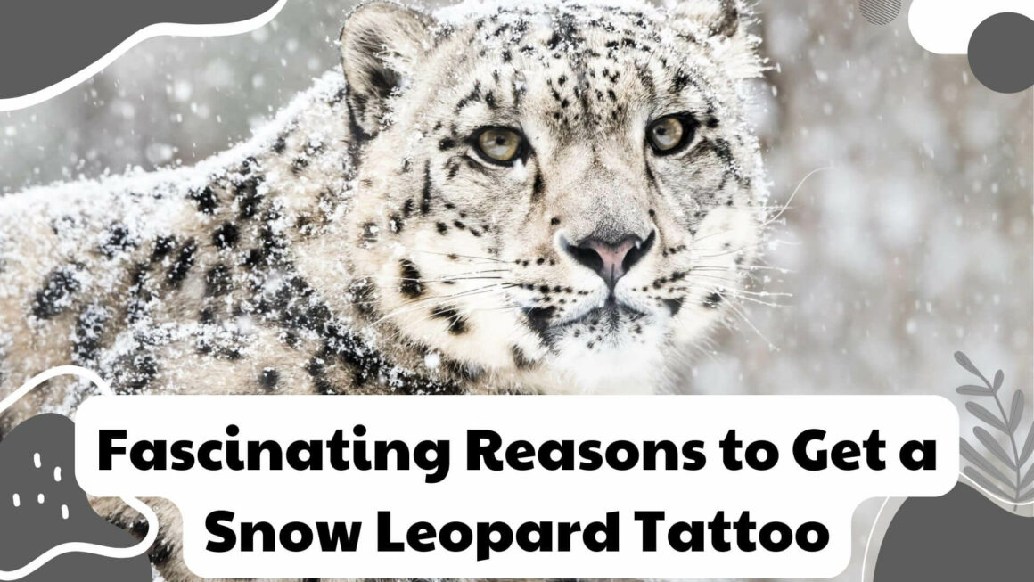 Fascinating Reasons to Get a Snow Leopard Tattoo